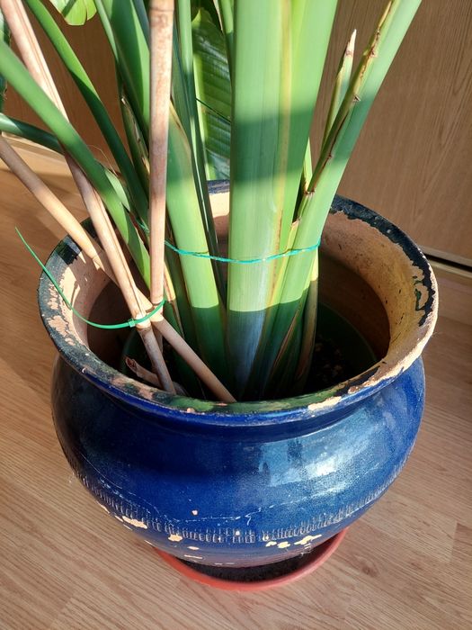 Strelitzia nicolai 150-170cm
