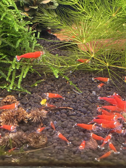 Krewetki Caridina SCR Santa