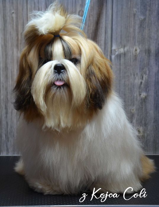 Śliczny piesek shih tzu z rodowodem ZKwP FCI