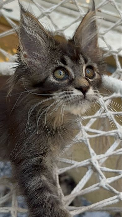 Sprzedam kociaka rasy Maine Coon