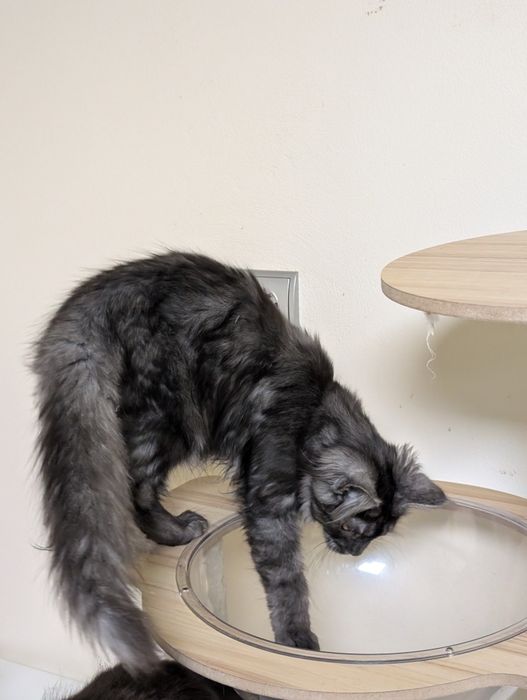 Cleo czarna dymna kotka Maine Coon. Zapraszamy