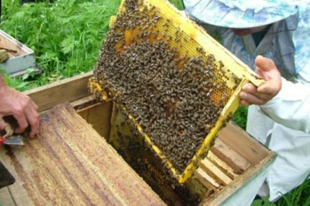 Продам бджоли, бджолопакети породи Українська степова