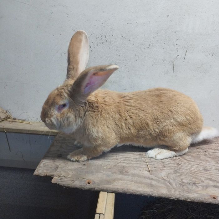 Belgijski olbrzym żółty