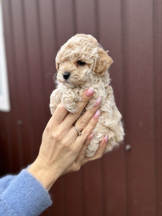 Мальтипу девочка пушон супер качество