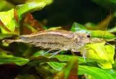 Promocja Krewetka Amano na glony XL tylko 10zł . Cetarius