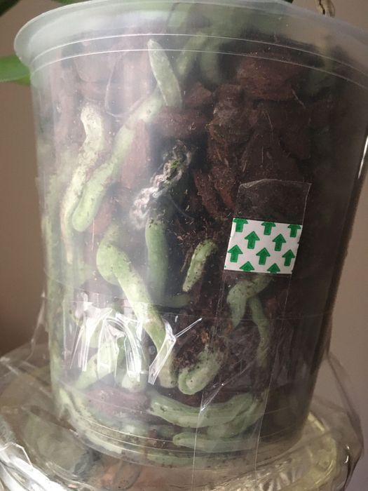 Фаленопсис. Орхидея.