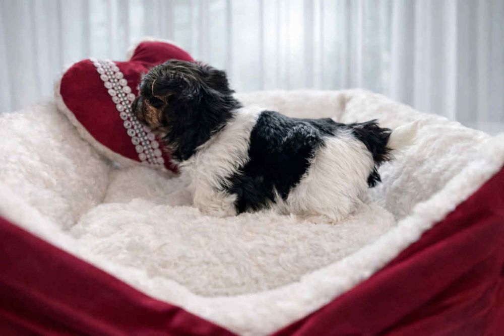 Urocza dziewczynka Yorkshire Terrier Biewer szuka nowego domu