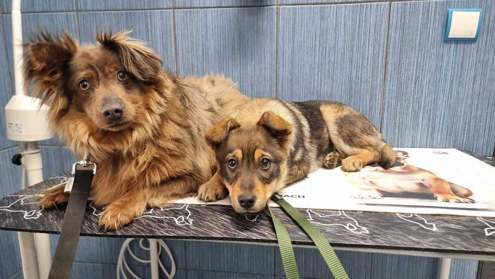 Bambi - młoda suczka szuka domu