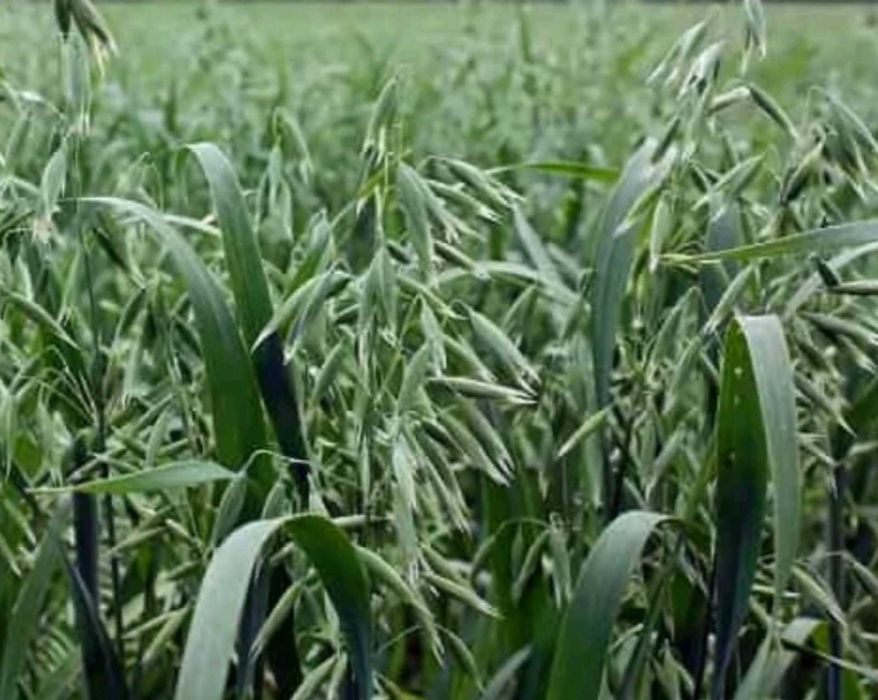 Овес Прокоп Заатбау