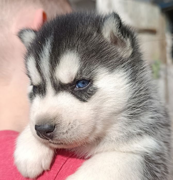 Блакитноокий красень. Хаскі