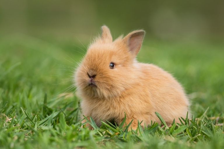 Kroliki miniaturki piekne mini lop baranki angorki karzelek