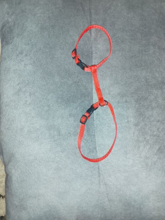 Шлейка для маленьких собак