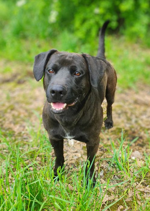 Zeus - w typie labradora