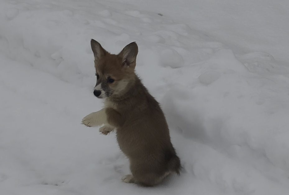 Корги. Купить щенка. Сумы.