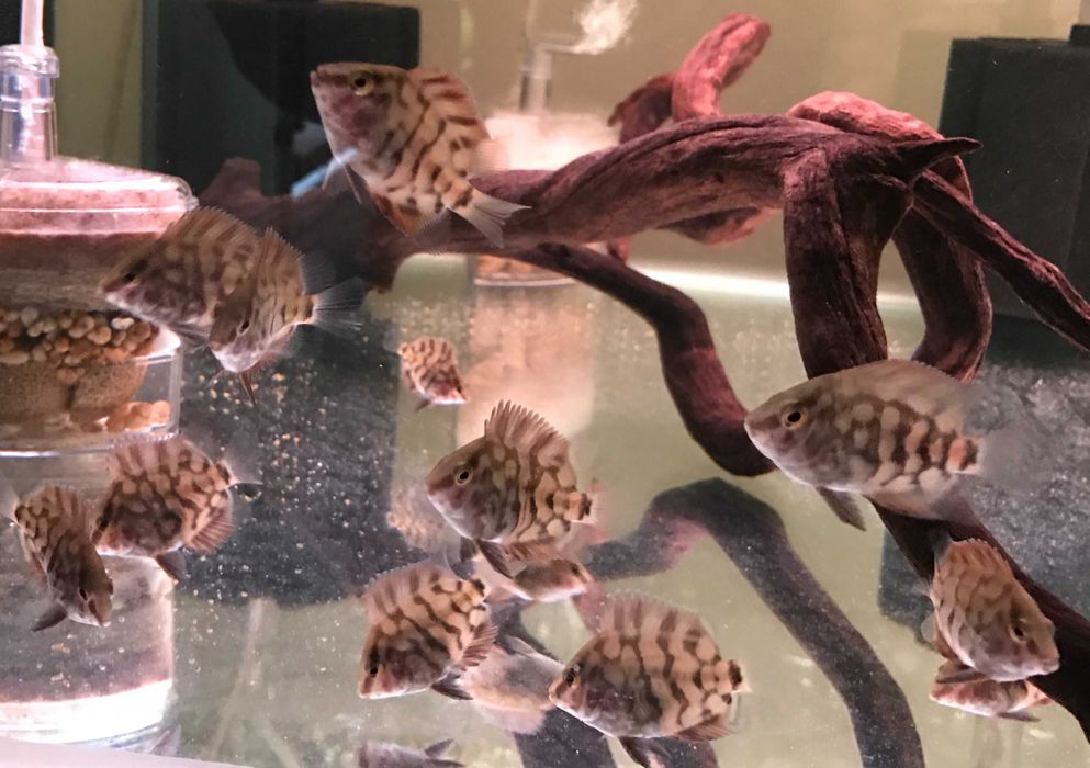 Uaru królewskie - pielęgnica - Uaru amphiacanthoides - dowozimy