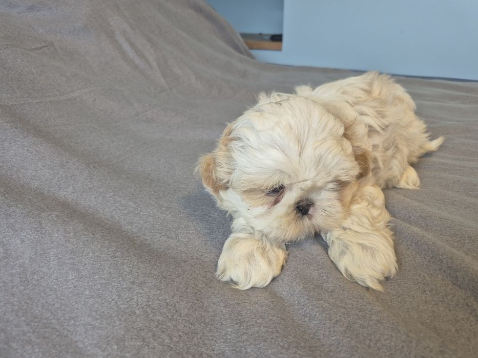 Shih Tzu Shihtzu