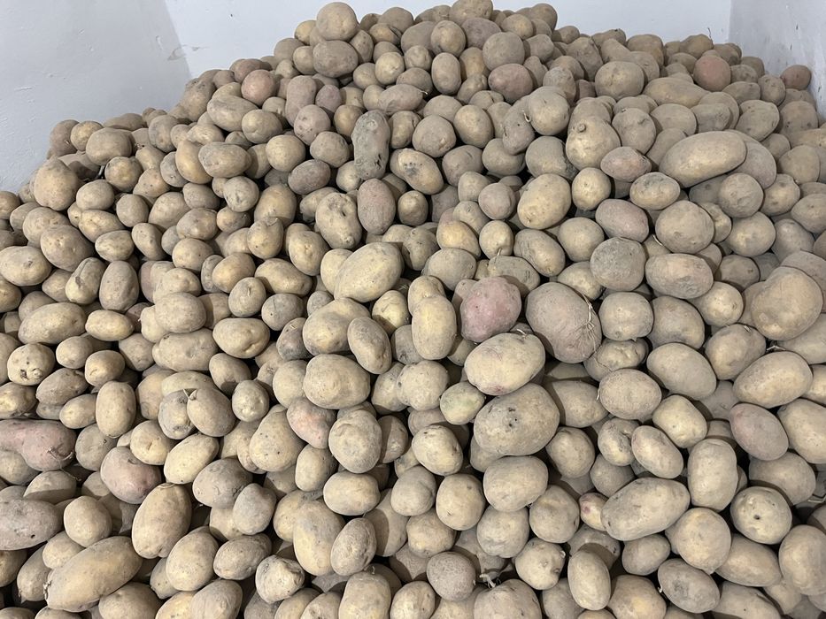 Продається домашня картопля