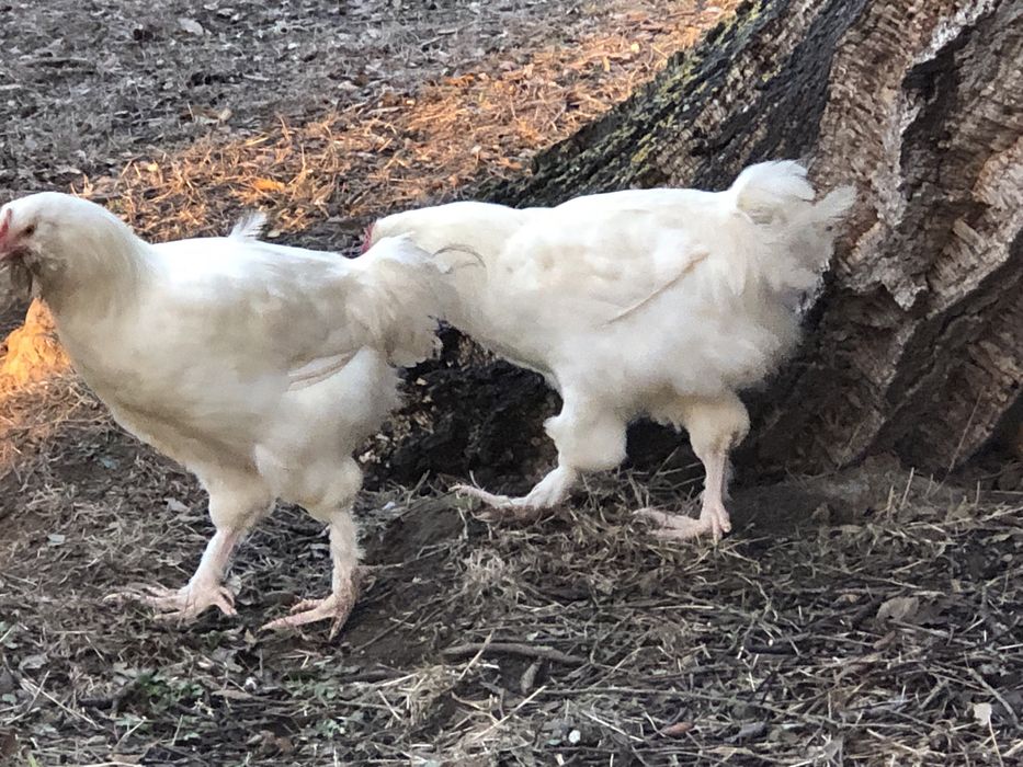 Galos Faverolles Branco e Salmão