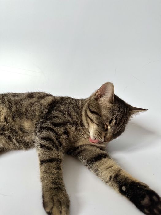 Кот котенок 5 месяцев без глаза