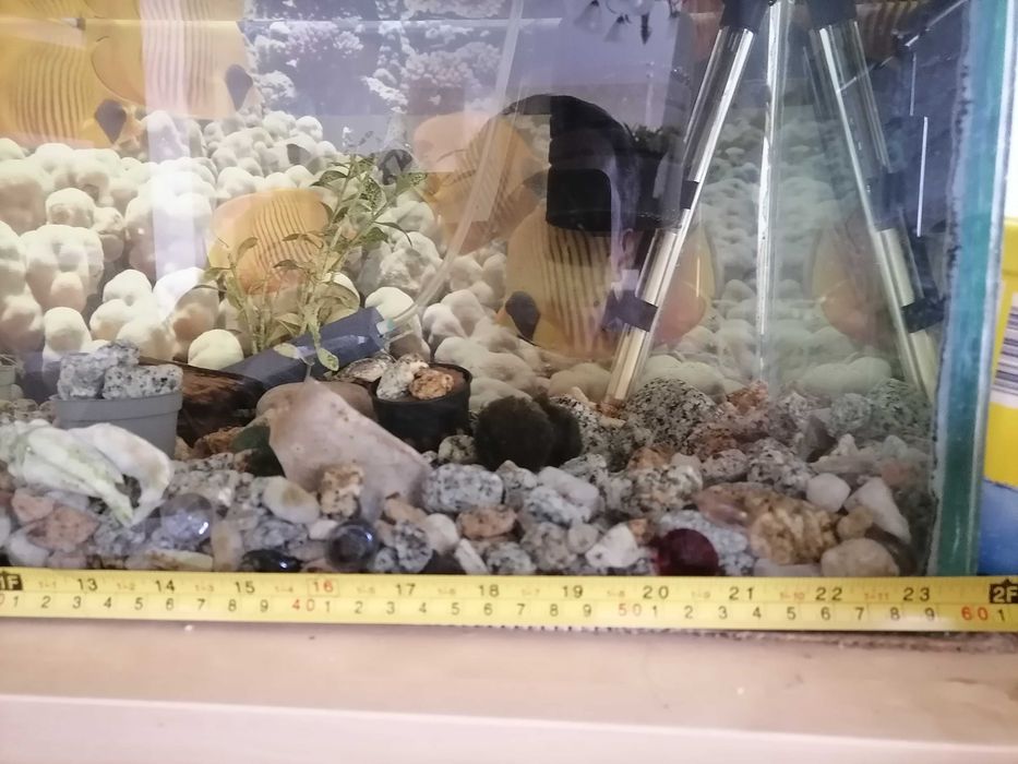 Akwarium 70 litrów