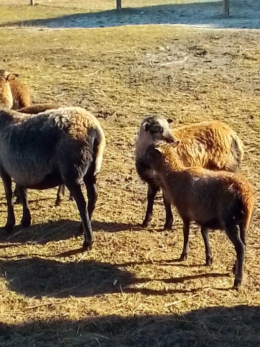 Sprzedam owieczki kameruńskie