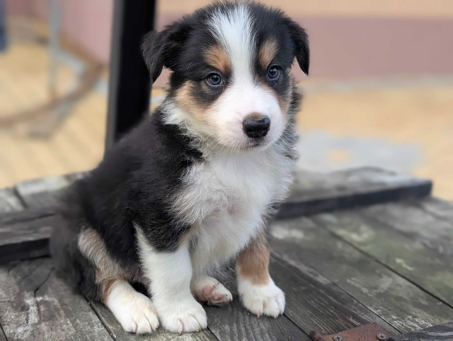 Border Collie pies samiec tricolor SHIRO przebadani rodzice