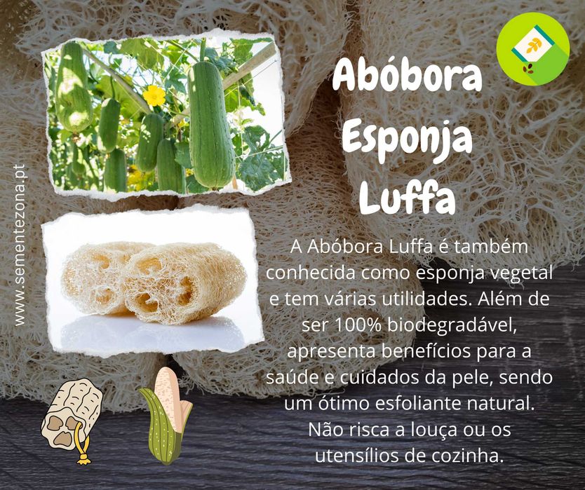 Sementes de Abóbora Luffa (abóbora esfregão)