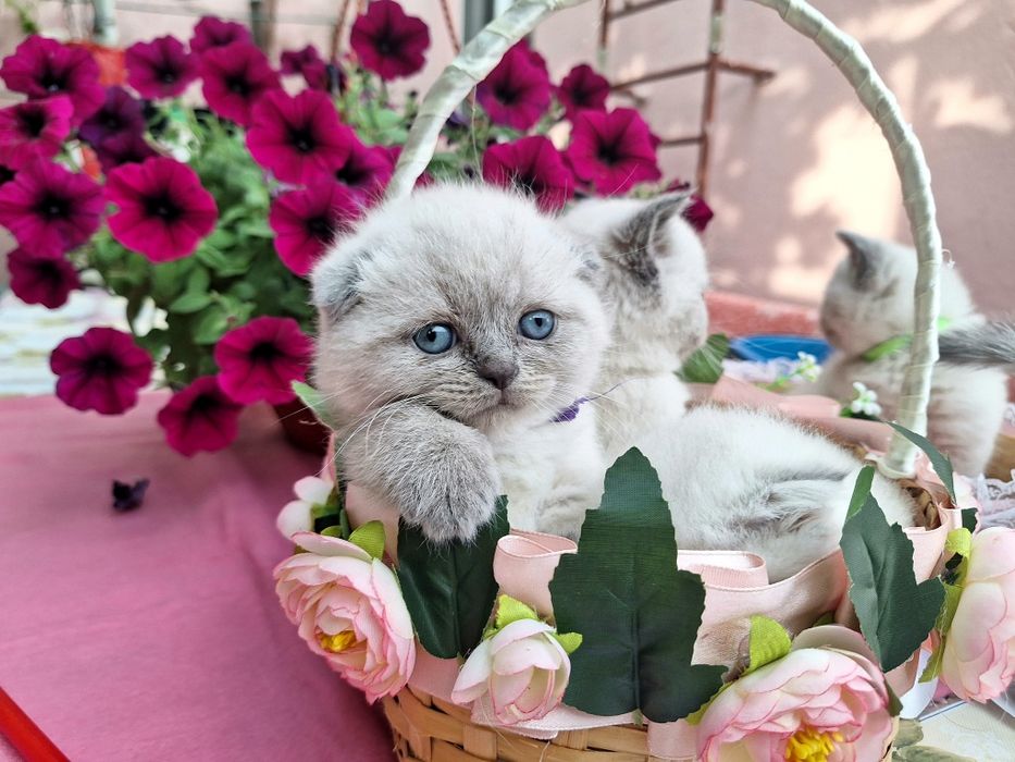 Блю-поинт страйт/ девочка