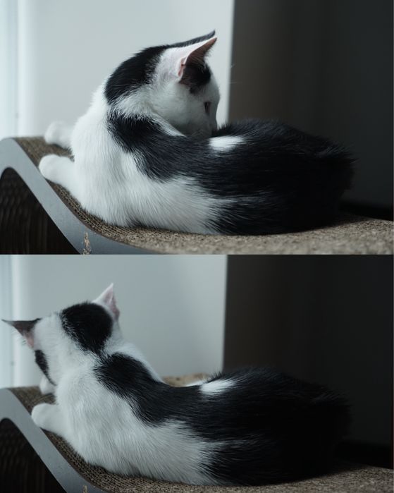 Котика в хороші руки