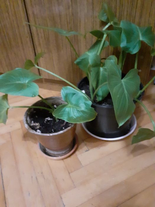 Калла.Эфиопская Зантедексия.