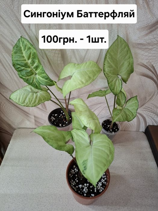 Кімнатні квіти, ціна підписана.