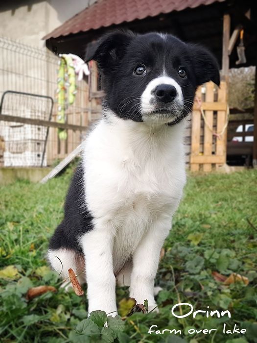 Suczka Border Collie ZKwP FCI7