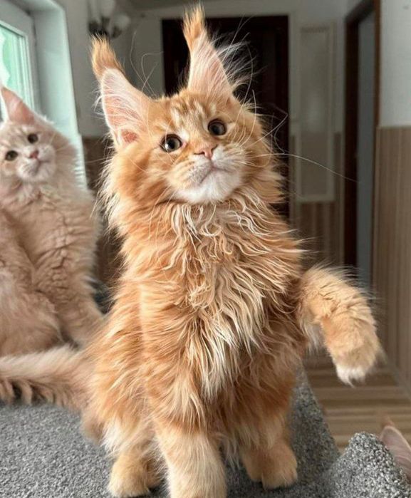 Шикарные  котята мейн-кун