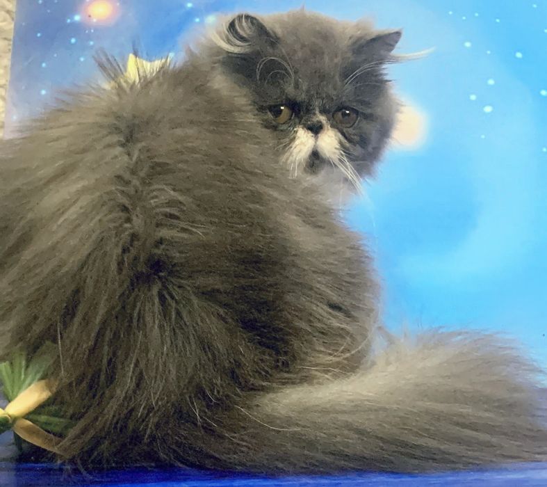 Персидська дівчинка з розплідника