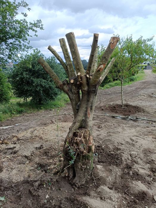 Oliveiras para venda