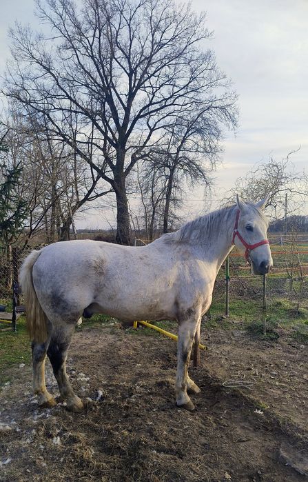 Wałach SP PKS Śląski