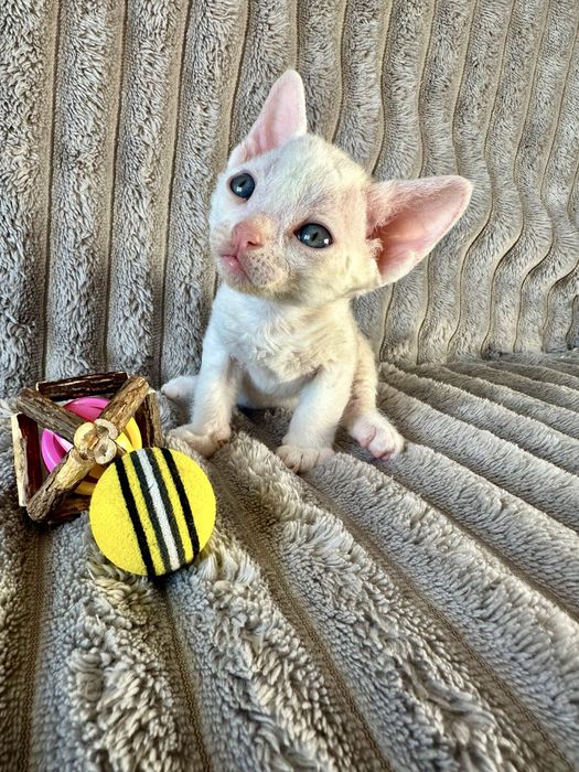Котик Девон рекс/Devon Rex