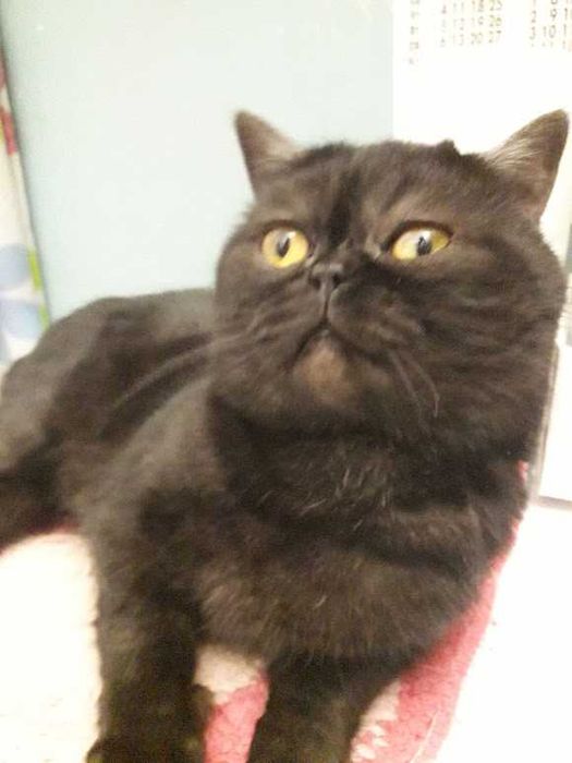 Вязка кот шотландский