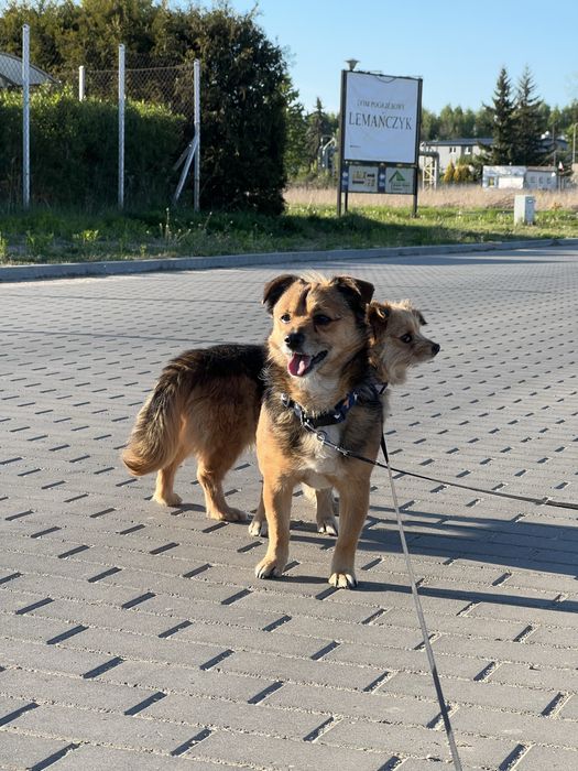 Do adopcj maly psiak Dolar