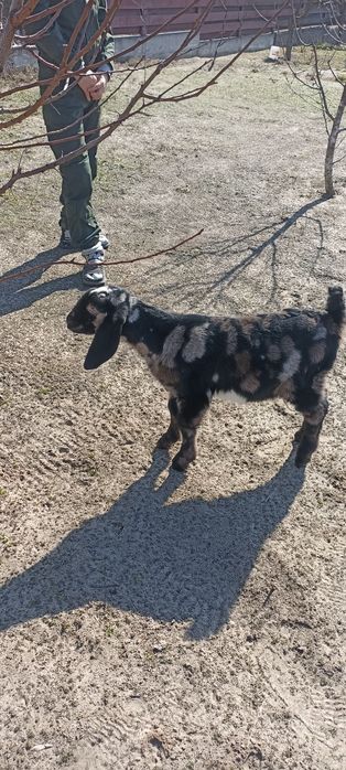 Продам англонубійських козлика