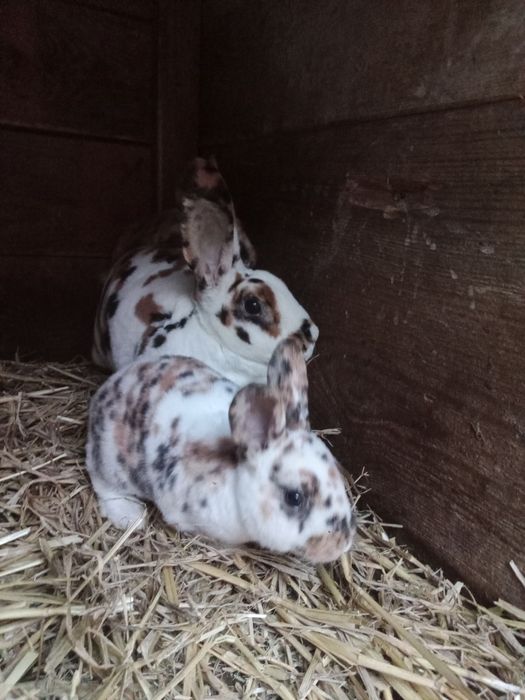 Rex trójbarwny dalmatyński młode króliki