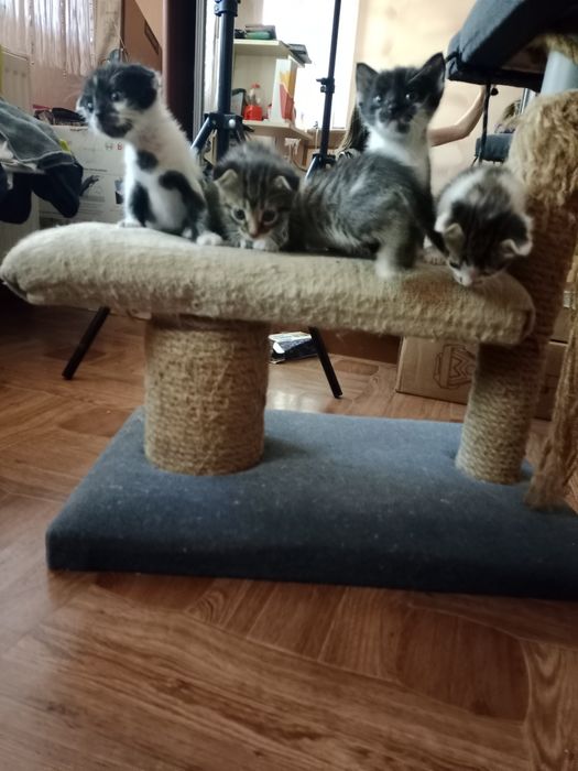 Котята в добрі руки, висловухі дівчинки ,прямовухі хлопчик