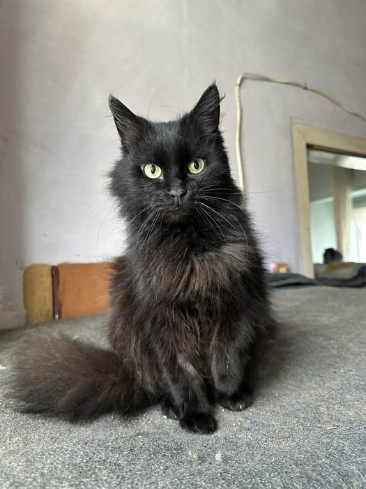 Це чорна перлинка шукає родину безкоштовно