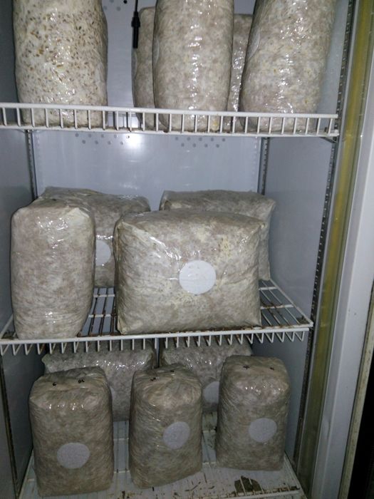 Мицелий вешенки (Гливи)
