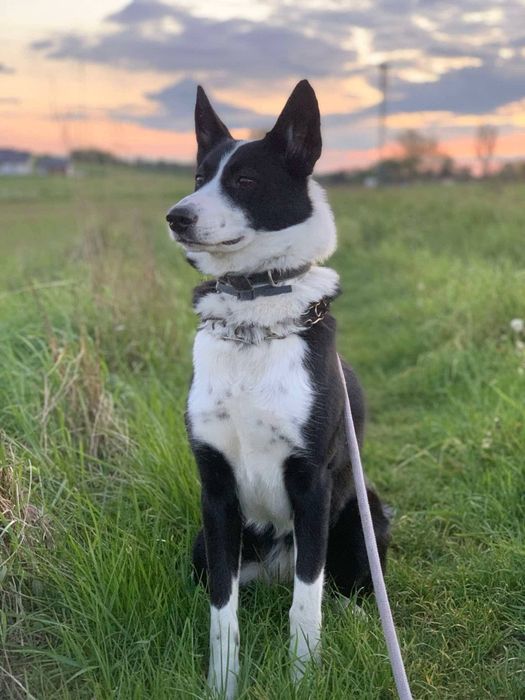 BIGOS (suczka) szuka domu