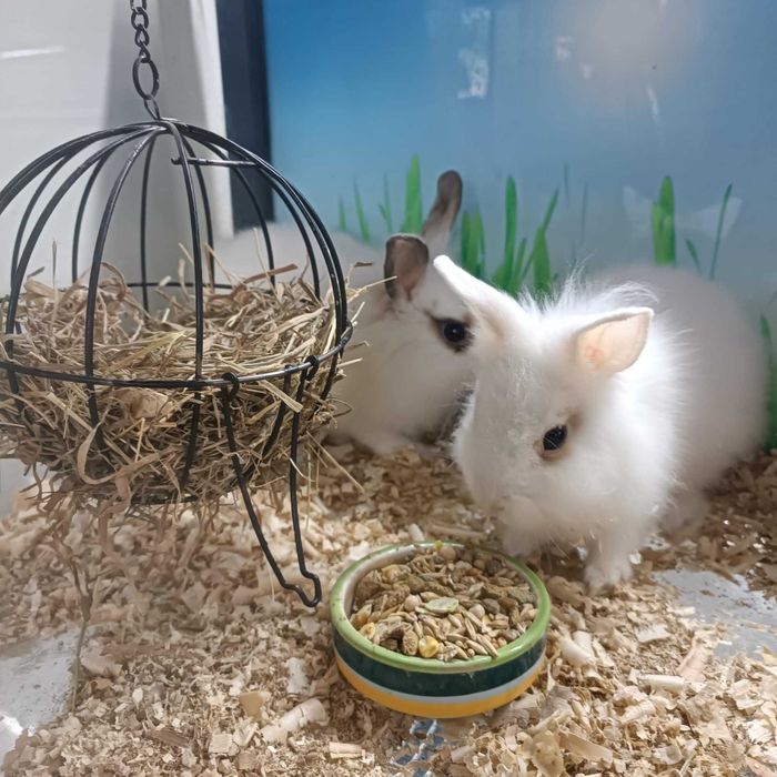 Królik, Króliczki Karzełek Baranek