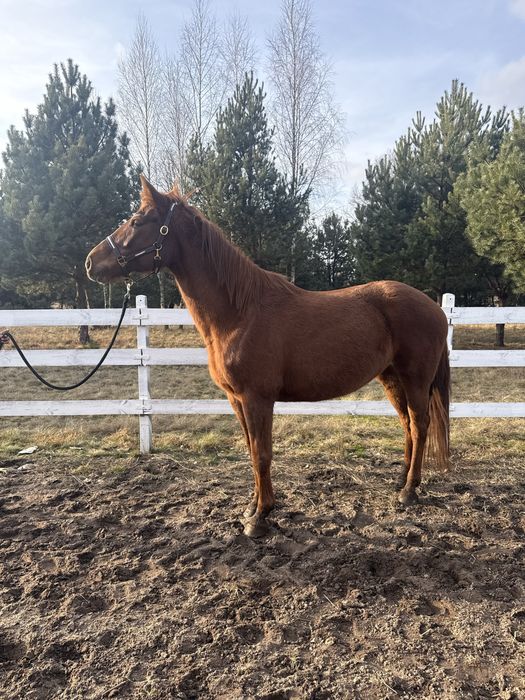 Sprzedam 13’sto letnią klacz