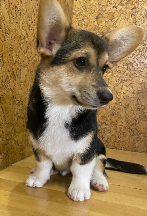 Неймовірна дівчинка Вельш Коргі Пемброк,