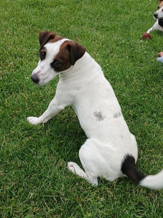 Jack russell terrier