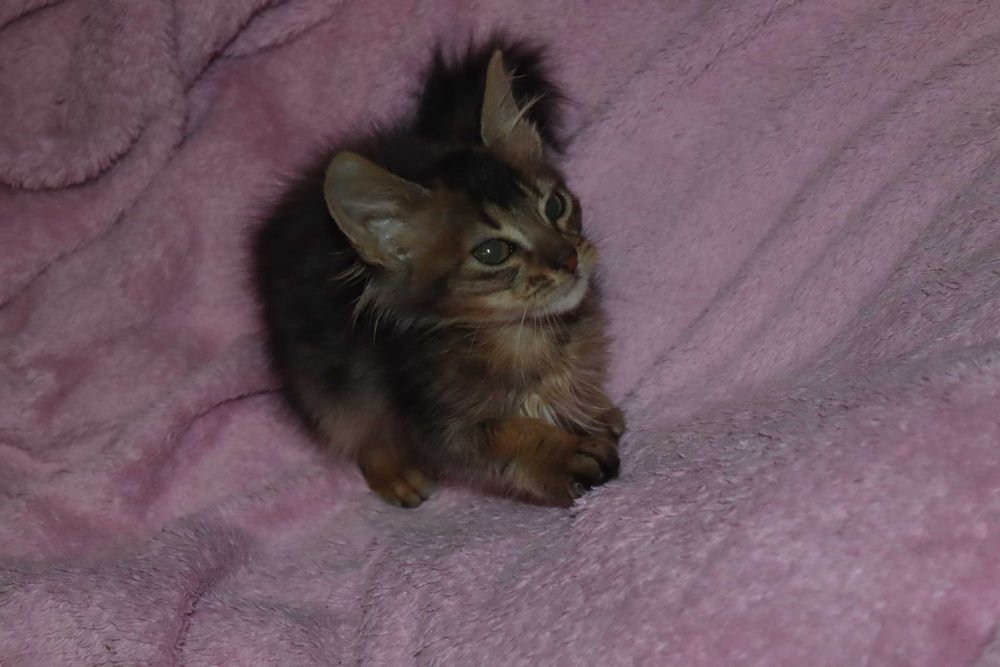 Абиссинец длиник - сомалиец котик